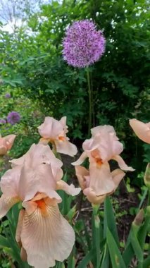 Mor renkli dekoratif bahçeli kremalı Iris Germanica botanik koleksiyonunda büyük çiçekler var..