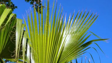 Bahçedeki güneşte yeşil palmiye yaprağı. Ukrayna
