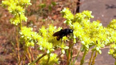 Scolia Hiro, orta büyüklükteki yaban arısı bahçedeki çiçeklere nektar topluyor.