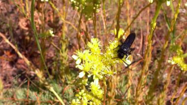 Scolia Hiro, orta büyüklükteki yaban arısı bahçedeki çiçeklere nektar topluyor.