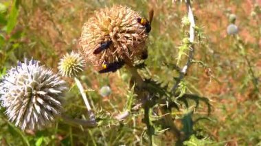 Scolia Hiro, orta büyüklükteki yaban arısı bahçedeki çiçeklere nektar topluyor.