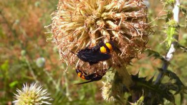 Scolia Hiro, orta büyüklükteki yaban arısı bahçedeki çiçeklere nektar topluyor.