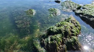 Yeşil algler (Enteromorpha intestinalis) ötrofik Khadzhibey Estuary kıyısı yakınlarında kayaların üzerinde yetişir.