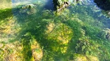 Yeşil algler (Enteromorpha intestinalis) ötrofik Khadzhibey Estuary kıyısı yakınlarında kayaların üzerinde yetişir.