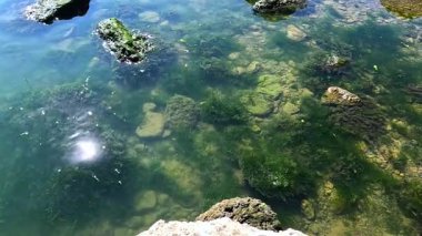 Yeşil algler (Enteromorpha intestinalis) ötrofik Khadzhibey Estuary kıyısı yakınlarında kayaların üzerinde yetişir.