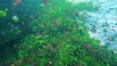 Su altı manzarası, Karadeniz 'deki deniz tabanının üzerinde fırtına tarafından parçalanmış yosunlar sallanıyor.