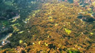 Su altı manzarası, Karadeniz 'deki bir kayanın üzerindeki koloni mavi-yeşil ve diatom alglerinden oluşan kümeler.