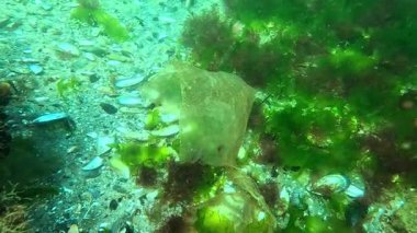 Karadeniz, deniz sularının plastik kirliliği, çevresel plastik ve mikroplastik sorunu