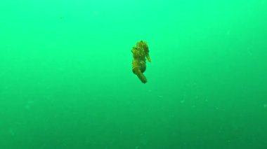 Suda yüzen kısa burunlu deniz atı Hipokampüs hipokampüsü.