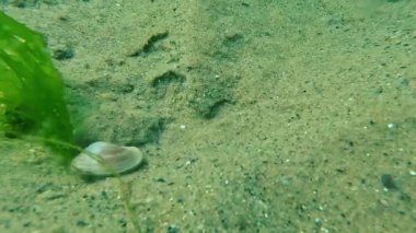 Karadeniz, yeşil algler (Enteromorpha), Donax midyesinde büyür ve fırtına sırasında deniz tabanının üzerinde sallanırlar..