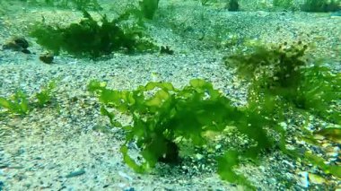 Karadeniz 'in sualtı manzarası, deniz tabanında küçük taşlar üzerinde büyüyen yeşil algler (Enteromorpha intestinalis)