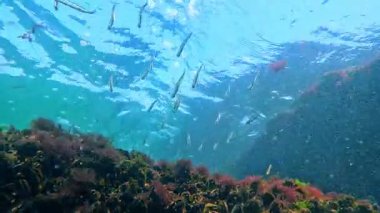 Karadeniz sualtı dünyası, temiz suda zooplankton 'dan yiyecek yakalayan iskele yakınındaki küçük balıklar (Atherina pontica)