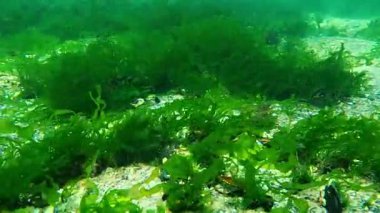 Karadeniz 'in sualtı manzarası, deniz tabanında küçük taşlar üzerinde büyüyen yeşil algler (Enteromorpha intestinalis)