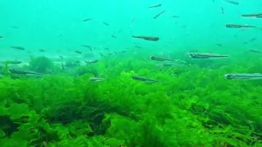 Su altı dünyası, yeşil algler (Enteromorpha intestinalis) üzerinde küçük balık (Atherina pontica) zooplankton 'dan yiyecek yakalar.