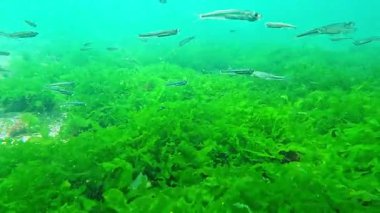 Su altı dünyası, yeşil algler (Enteromorpha intestinalis) üzerinde küçük balık (Atherina pontica) zooplankton 'dan yiyecek yakalar.