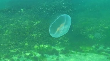 Ay denizanası Aurelia aurita denizanası Karadeniz kıyısındaki su kolunda yüzer.