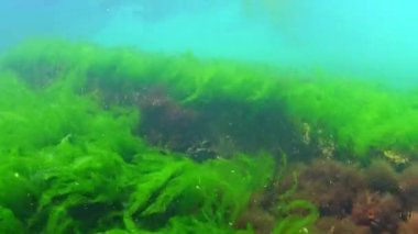 Karadeniz 'in dibindeki yosunlar, kıyı kayaları üzerindeki yeşil ve kırmızı alglerden oluşan sualtı manzaraları.
