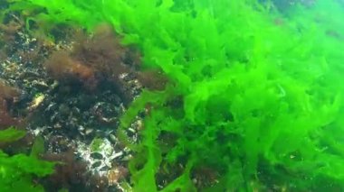 Karadeniz 'in dibindeki yosunlar, kıyı kayaları üzerindeki yeşil ve kırmızı alglerden oluşan sualtı manzaraları.