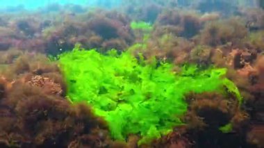 Karadeniz 'in dibindeki yosunlar, kıyı kayaları üzerindeki yeşil ve kırmızı alglerden oluşan sualtı manzaraları.