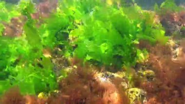 Karadeniz 'in dibindeki yosunlar, kıyı kayaları üzerindeki yeşil ve kırmızı alglerden oluşan sualtı manzaraları.