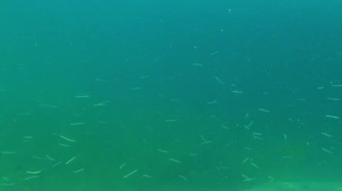 Akdeniz kumu yılan balığı Gymnammodytes cicerelus, Karadeniz 'de deniz tabanının üzerinde büyük bir balık sürüsü.