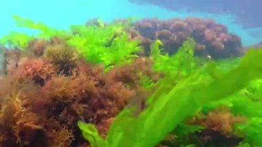Karadeniz 'in dibindeki yosunlar, kıyı kayaları üzerindeki yeşil ve kırmızı alglerden oluşan sualtı manzaraları.