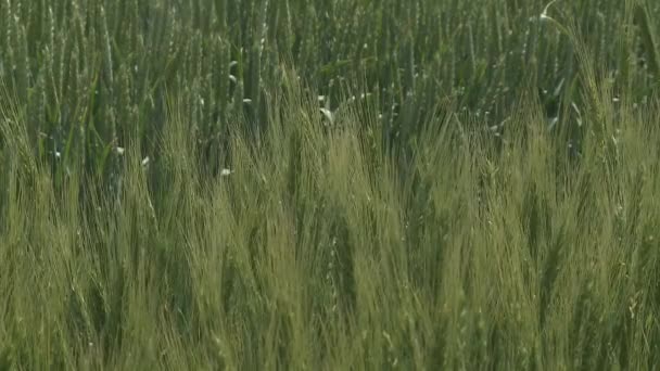 Pšeničné pole uši pšenice a jasný slunečný den. Bohatou úrodu. Malá hloubka ostrosti