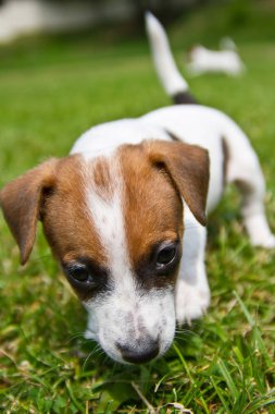 Küçük puppys yürüyüş ve otların arasında oynarken