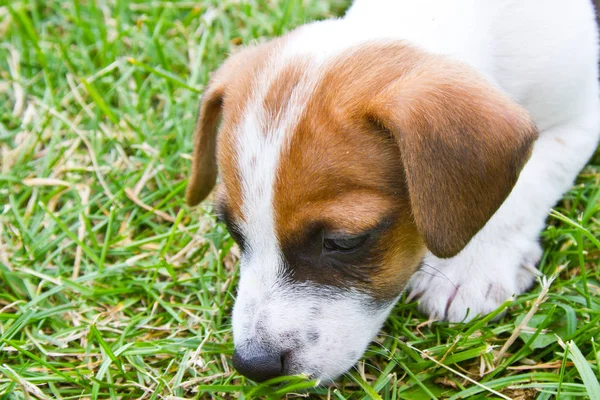 Küçük Puppys Yürüyüş Sokakta Oynayan — Stok fotoğraf