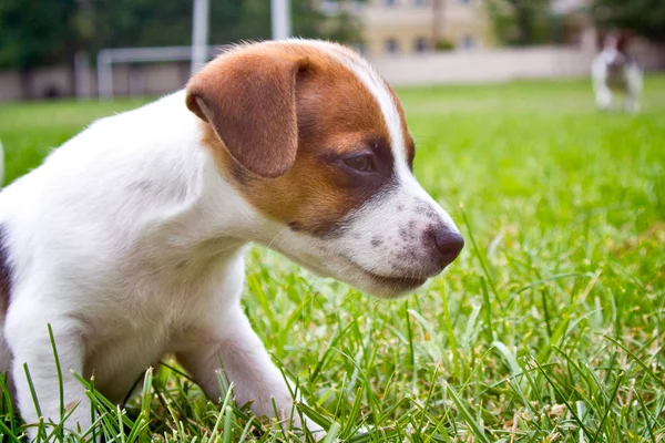 Filhotes Cachorro Estão Andando Brincando Rua — Fotografia de Stock