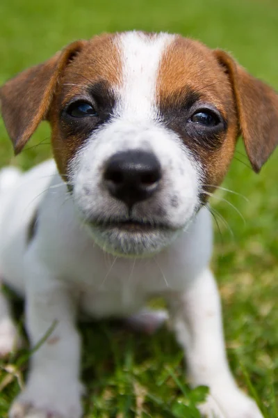 Portret Van Een Hond Straat Jack Russell Terriër — Stockfoto