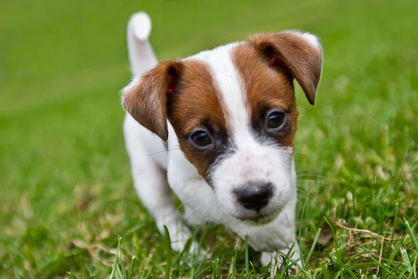 Anak Anjing Kecil Berjalan Dan Bermain Rumput — Stok Foto