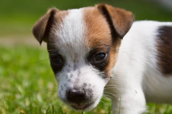 Portret Van Een Hond Straat Jack Russell Terriër — Stockfoto