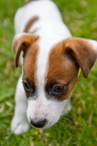 Weinig Puppys Zijn Wandelen Spelen Het Gras — Stockfoto