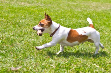 dog running with a stick in the mouth is playing clipart