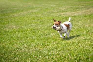 ağzına bir sopayla çalışan köpek oynuyor