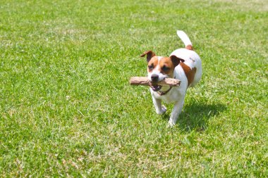 ağzına bir sopayla çalışan köpek oynuyor