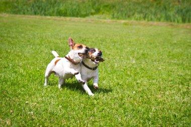 2 dogs run with a stick in their mouths and cheer clipart