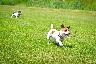 ağzına bir sopayla çalışan köpek oynuyor