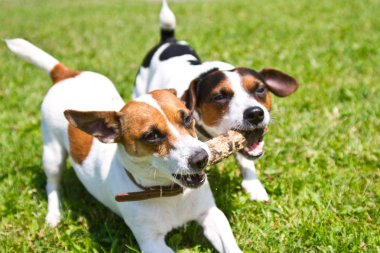 2 köpek ağızları ve tezahürat bir sopa ile çalıştırın