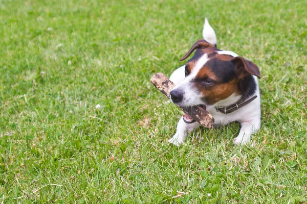 Chien Jack Russell Terrier Mord Bâton Couché Sur Herbe — Photo