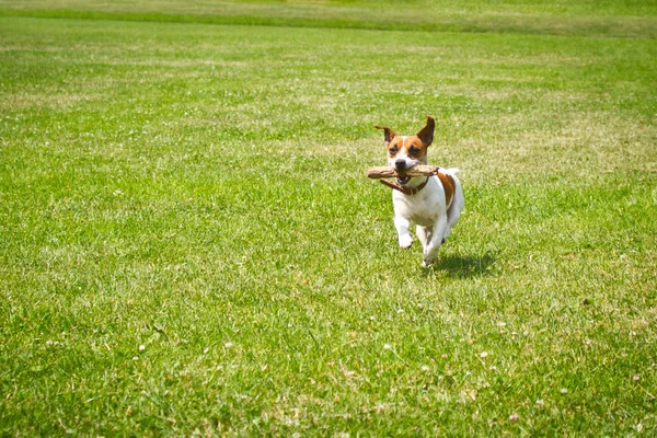 Cão Correndo Com Pau Boca Está Jogando — Fotografia de Stock