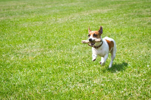 Cane Esecuzione Con Bastone Bocca Sta Giocando — Foto Stock