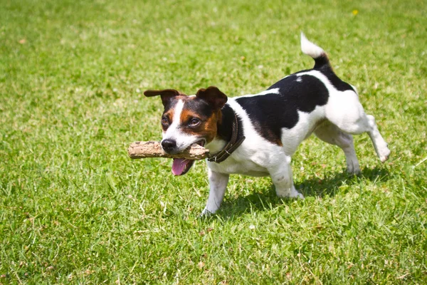 Cane Esecuzione Con Bastone Bocca Sta Giocando — Foto Stock