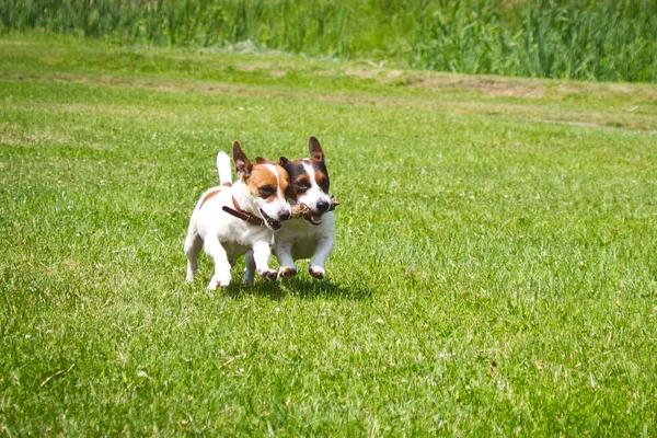Hunde Laufen Mit Einem Stock Mund Und Jubeln — Stockfoto