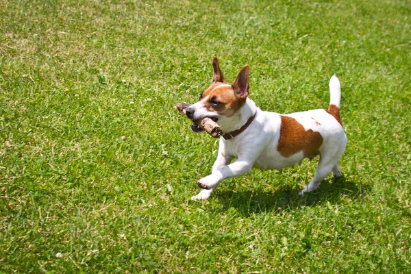 Anjing Berlari Dengan Tongkat Mulut Bermain — Stok Foto