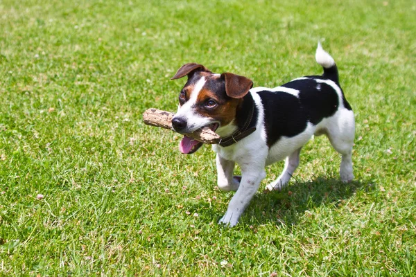 Chien Courant Avec Bâton Dans Bouche Joue — Photo