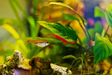 Su altı dünyası. Kızıl Deniz 'in mercan balıkları. Mısır