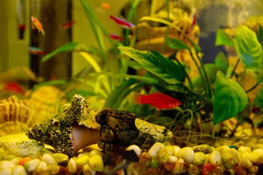 Su altı dünyası. Kızıl Deniz 'in mercan balıkları. Mısır