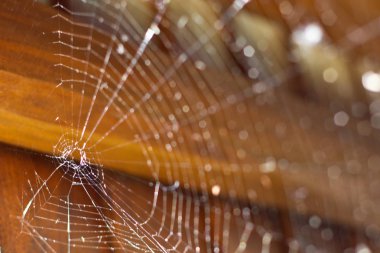 örümcek web ve güneş ışığı merkezinde yanardöner parlama web konuları üzerinde yapar.